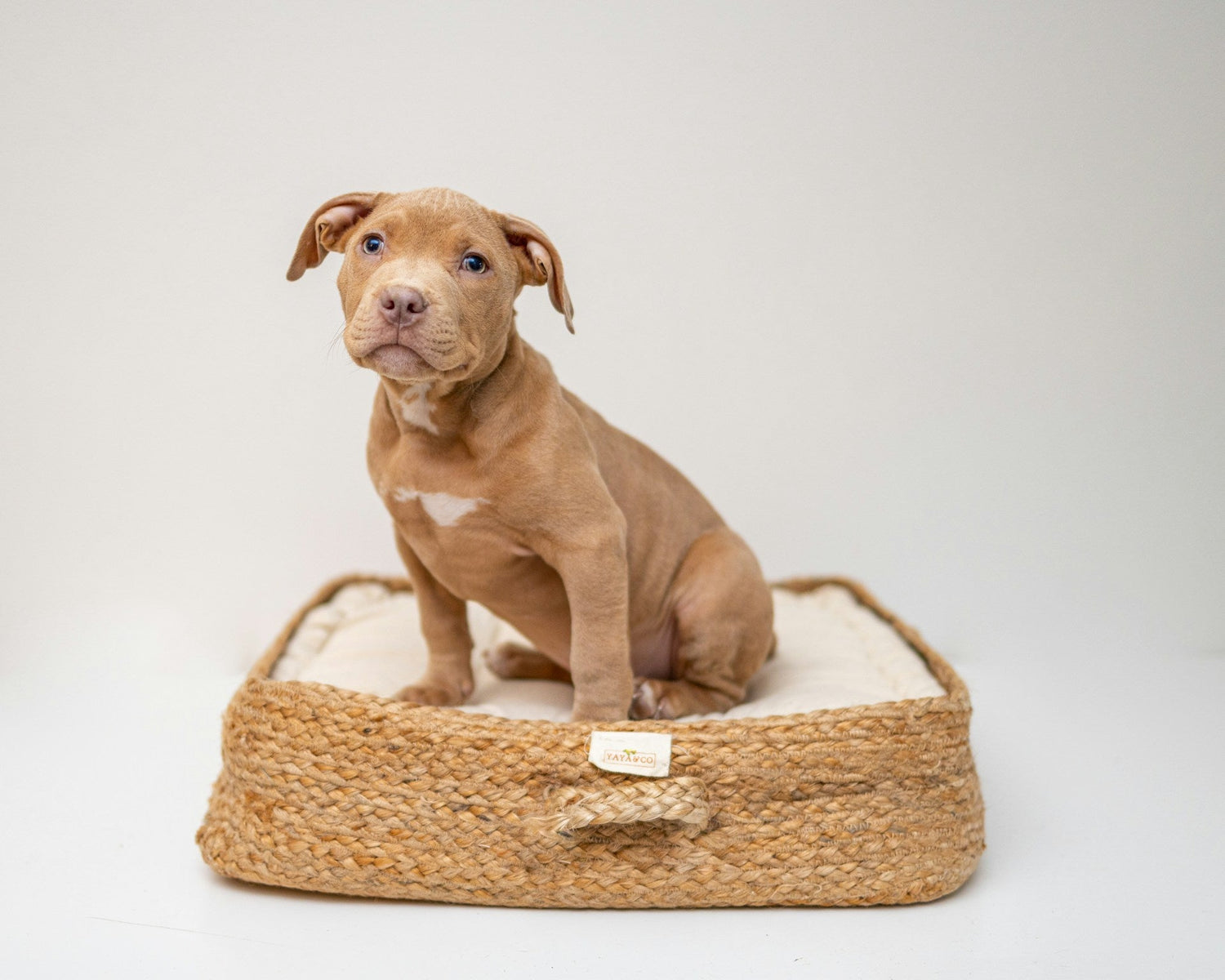 Cat & Dog Beds & more